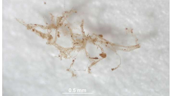 Researchers confirm original blood vessels in 80 million-year-old fossil