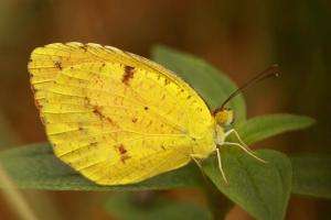 Researchers identify new butterfly species to Hawaiian Islands