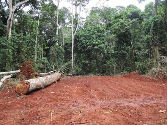 Researchers test sustainable forestry policies on tropical deforestation, logging