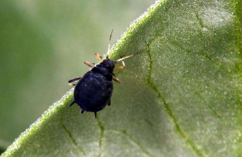 Climate change governs a crop pest, even when populations are far-flung