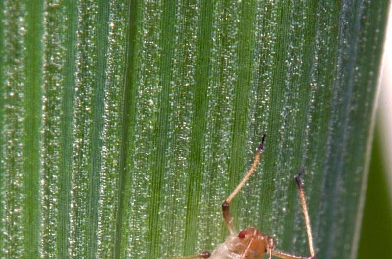 Climate change governs a crop pest, even when populations are far-flung
