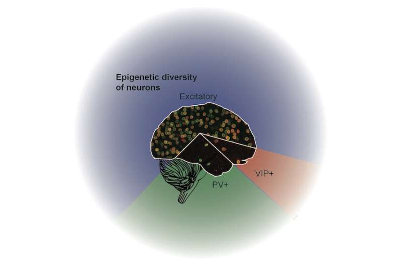 Researchers survey the epigenetic diversity of neurons