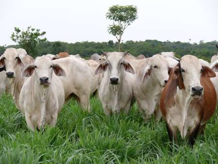 Accelerating forage breeding to boost livestock productivity