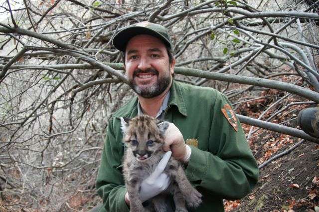 Behind the scenes with a Los Angeles mountain lion expert
