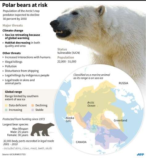 Factfile on the polar bear species, set to lose 30% of its population by 2050 due to threats including global warming and loss o
