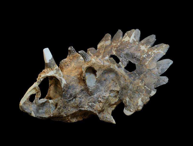 New species of horned dinosaur with 'bizarre' features revealed