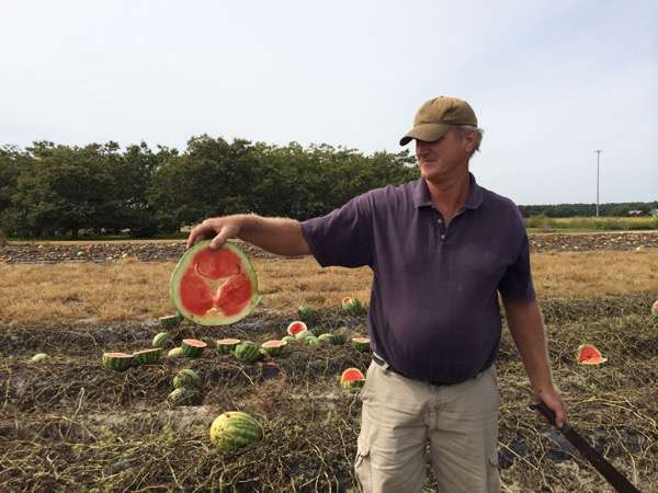 Researcher finds potential cause of hollow heart disorder in watermelons