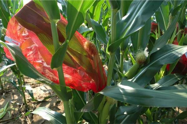 Researchers look at sweet corn damage caused by stink bugs