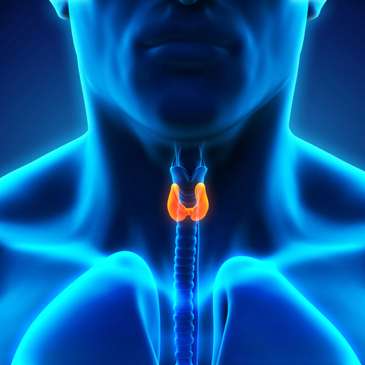 Researchers report new gene associated with thyroid levels