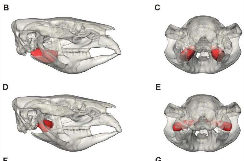 Scientists use 3D reconstructions to study animal jaw mechanics