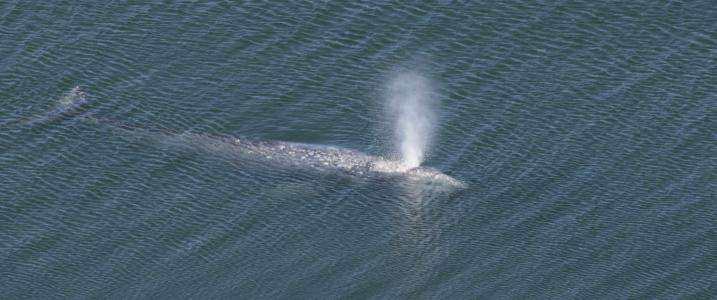 Researchers studying Oregon’s “resident population” of gray whales