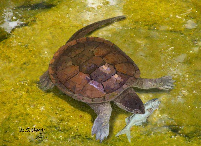 New insights into the family tree of modern turtles