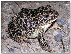 Researchers burrow deep to protect endangered frog