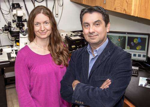 Researchers find protein necessary for fertility performs different roles in sperm, eggs