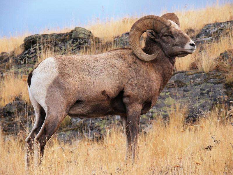 Scientists construct first whole genome sequence of bighorn sheep