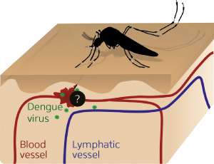 Scientists identify the skin immune cells targeted by the dengue virus