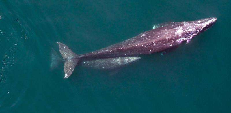 Scientists use unmanned aerial vehicle to study gray whales from above