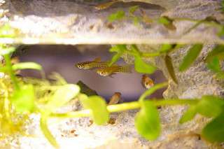 Researchers find that some guppies can count