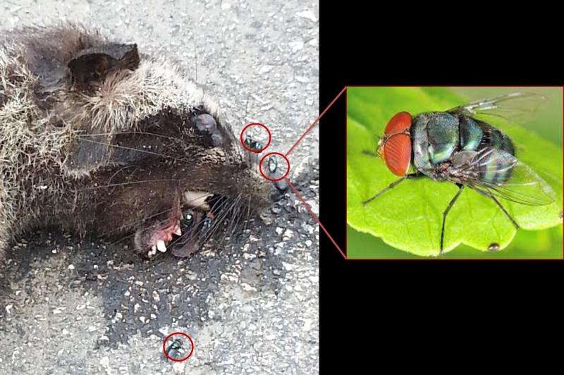 Researchers using blowflies to sample mammal DNA and develop a mammal monitoring tool