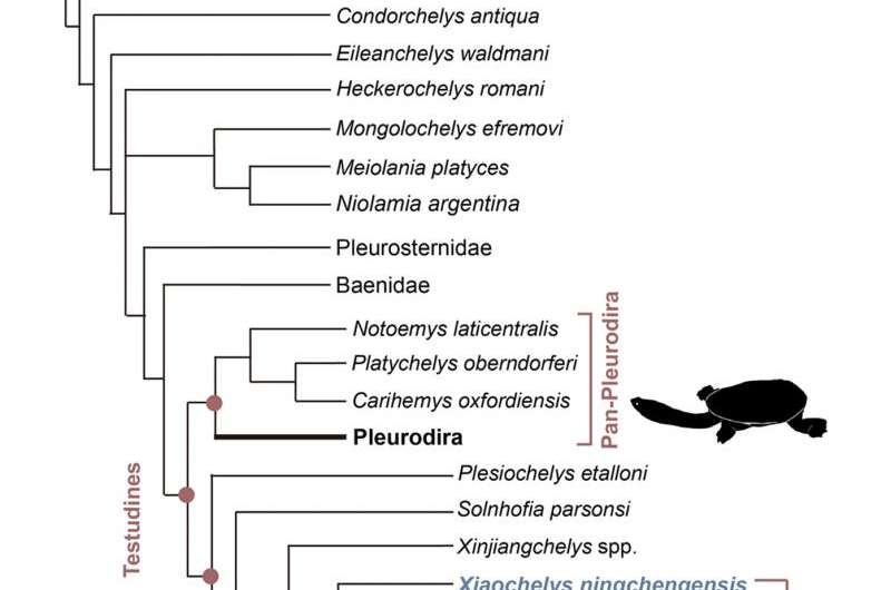 New insights into the family tree of modern turtles