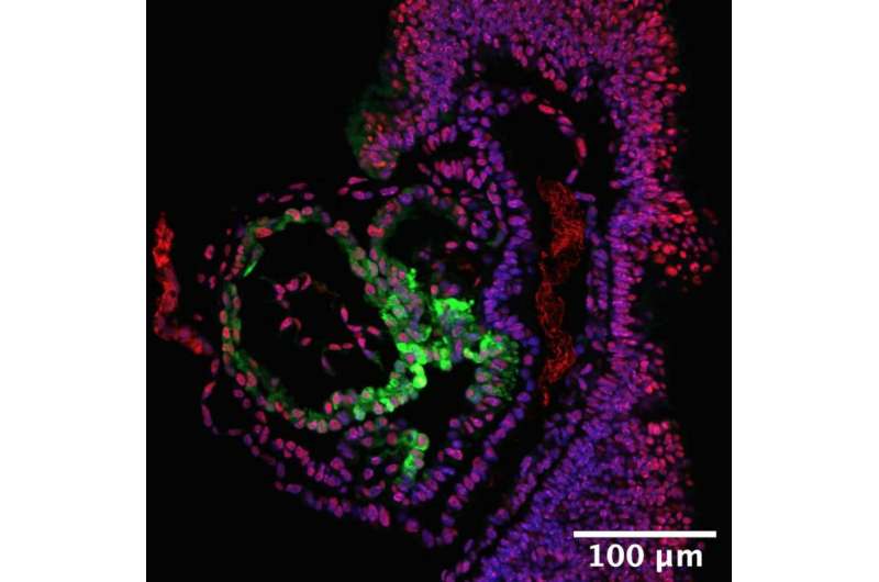Penn researchers identify stem-like progenitor cell that exclusively forms heart muscle