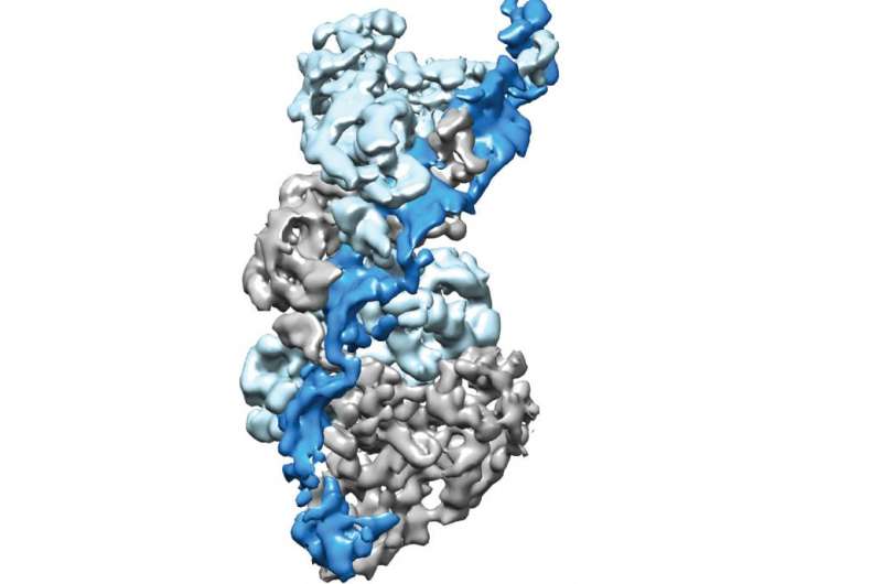 Researchers report on CRISPR-cas surveillance complex that targets RNA