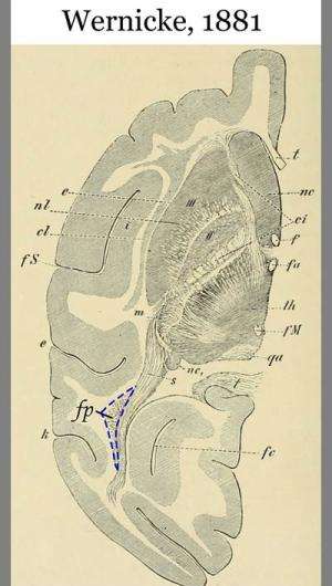 Researchers say they resolved century-old argument about brain