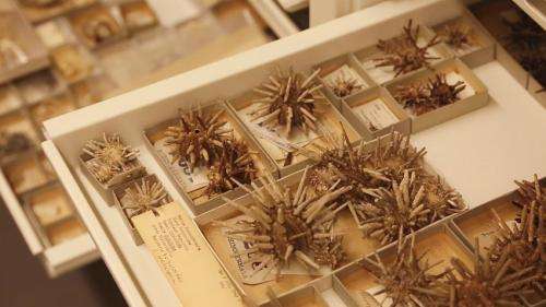 Research shows that sea urchins, sand dollars thrived with time
