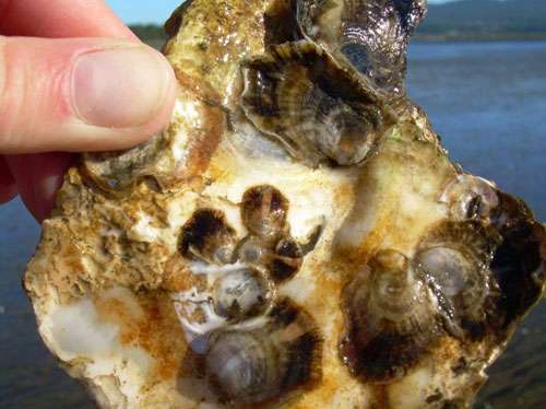 Scientists satisfy our taste for blue mussels and Arctic surfclams