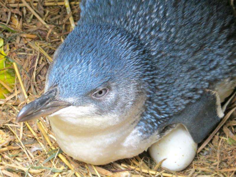 Researchers find that Australian and New Zealand little penguins are distinct species