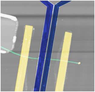 Researchers detect spin precession in silicon nanowires