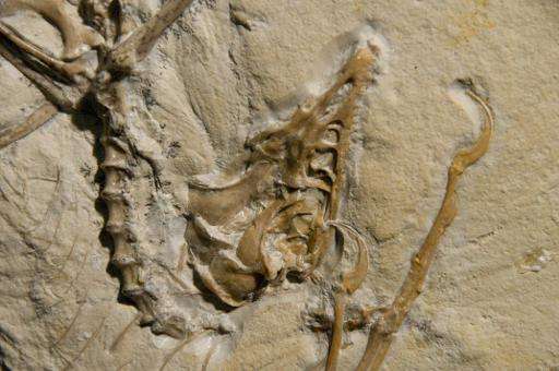 A Archaeopteryx, a 150 million year old &quot;dinobird&quot; fossil
