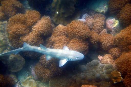 A baby bamboo shark swims over a coral reef off the coast of the southern Thai sea resort of Pattaya on September 3, 2011