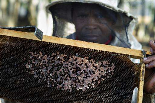 A beekeeper holds a brood frame with a nest that has been infected with the foulbrood bacterial disease on a farm near Durbanvil