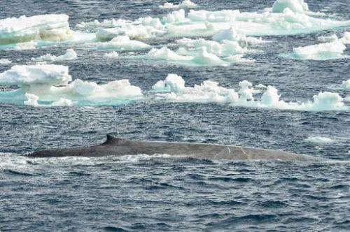 A blue whale in Southern Ocean is spotted by a team of Australian and New Zealand scientists tracking scores of blue whales off 