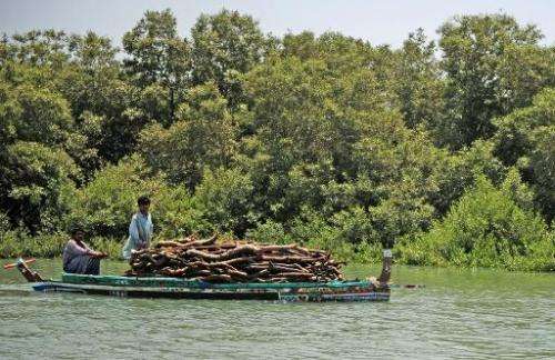 A boat laden with chopped mangroves passes along an inlet close to the Arabian Sea in Karachi