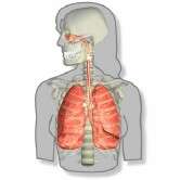 About 8 percent of SLE patients have pulmonary HTN
