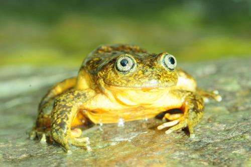 A bright-yellow new species of water frog from the Peruvian Andes