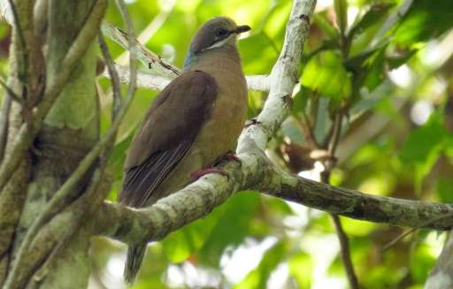 A brown-eared Philippine brown dove rests beneath the tropical rainforest canopy in Bislig, in the southern Philippines