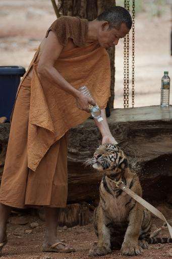 A Buddhist monk sprays water onto a baby tiger at The Tiger Temple in Kanchanaburi province, western Thailand, on April 24, 2015