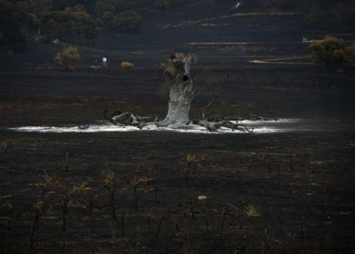 A burnt tree sits amongst a scorched paddock as the &quot;Valley Fire&quot; continues the town of Middletown, California on Sept