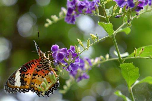 A butterfly on a flower in the garden of Banteay Srey Butterfly Centre on the outskirts of Siem Reap province