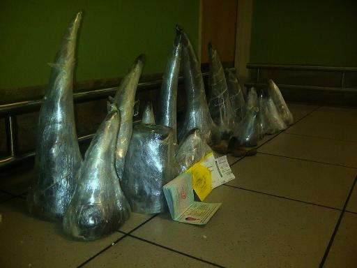 A cache of 41 kilos of smuggled rhino horns are seen at the O.R. Tambo International Airport in Johannesburg after they were con