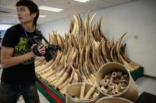 A cameraman stands by seized ivory tusks displayed prior to their destruction by incineration in Hong Kong on May 15, 2014