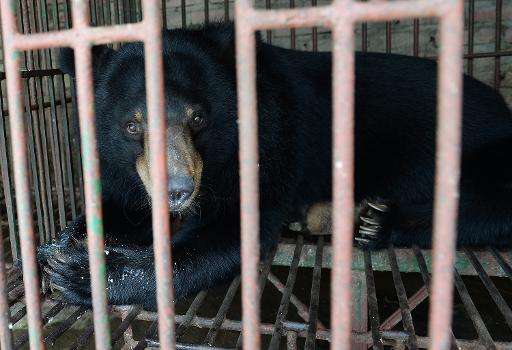 A captive moon bear is seen inside a metal cage at a private bear farm which was targeted by animal protection group Animals Asi