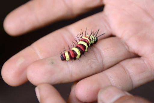 A caterpillar can be seen in the garden of Banteay Srey Butterfly Centre on the outskirts of Siem Reap province