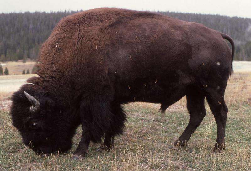 A changing season means a changing diet for bison