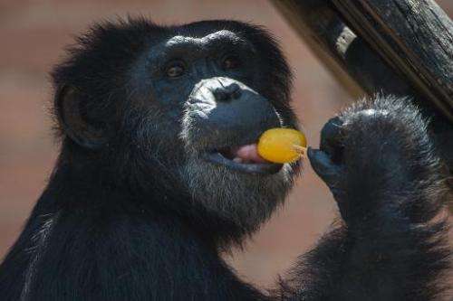 A chimpanzee tastes an ice cream bar to endure summer heat at the Zoo in Rio de Janeiro, Brazil, on January 13, 2015