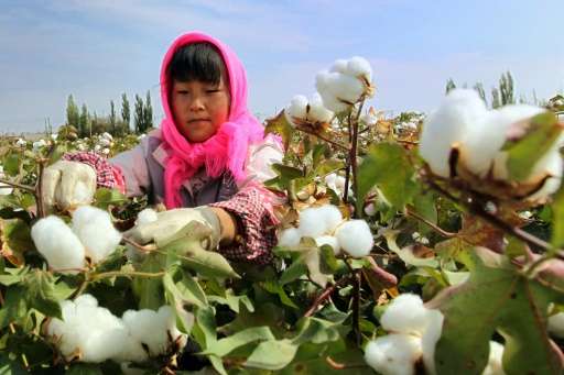 A Chinese farmer picks cotton in the fields during the harvest season in Hami, in northwest China's Xinjiang region