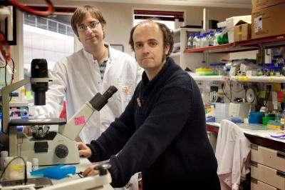 A CNIO team succeeds in doubling the life span of mice suffering from premature aging